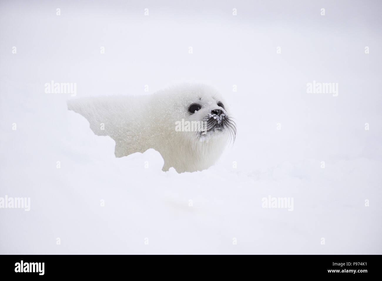 Harp seal (Pagophilus groenlandicus), whitecoat pup, on sea ice, in stormy weather, Gulf of St. Lawrence, near Îles de la Stock Photo