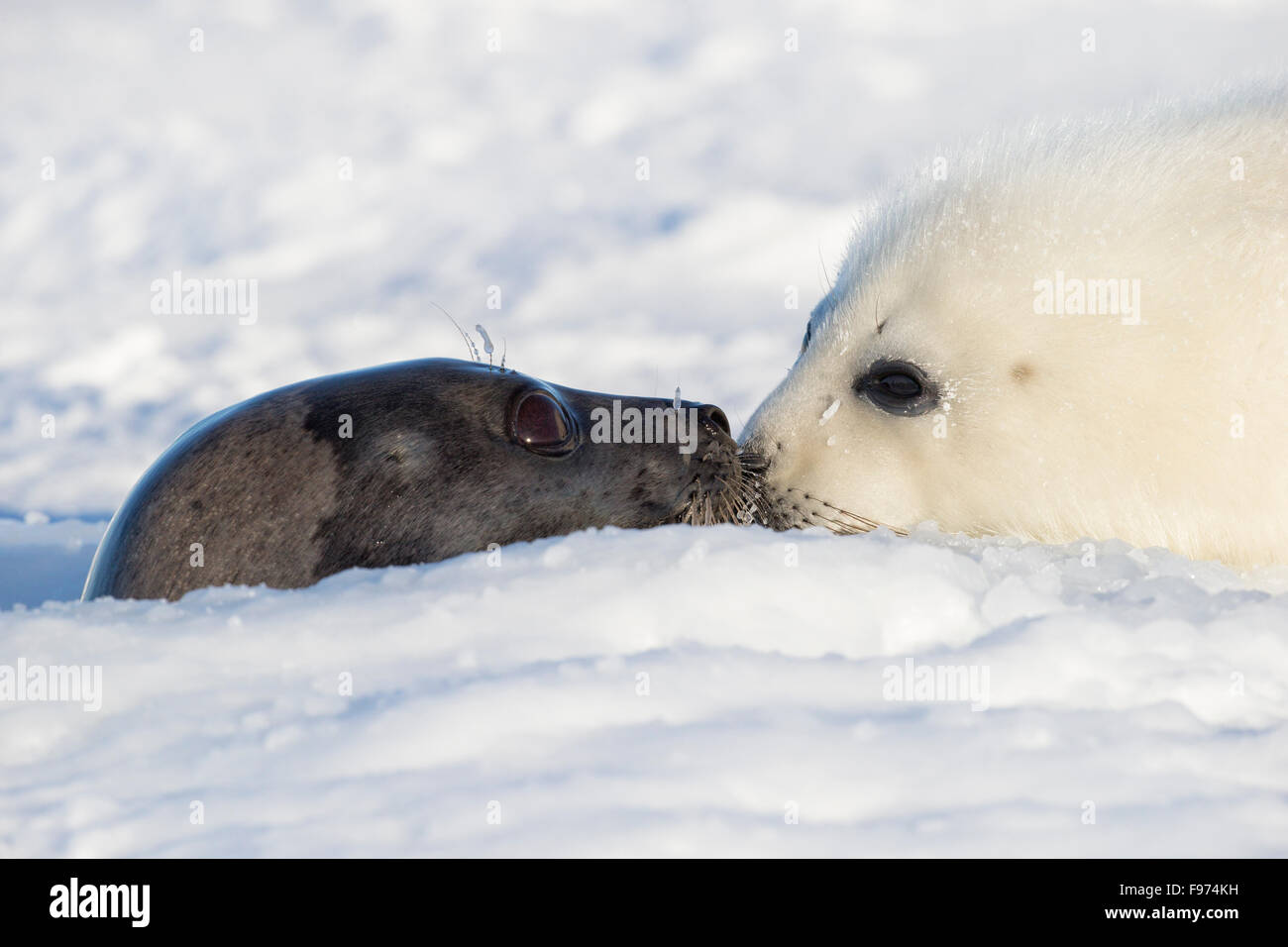 Harp seal (Pagophilus groenlandicus), female emerging from breathing hole nuzzling whitecoat pup on sea ice, Gulf of St. Stock Photo