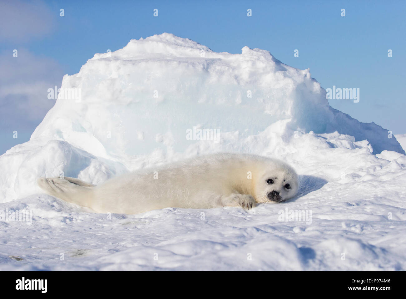 Harp seal (Pagophilus groenlandicus), whitecoat pup, on sea ice, Gulf of St. Lawrence, near Îles de la Madeleine (Magdalen Stock Photo