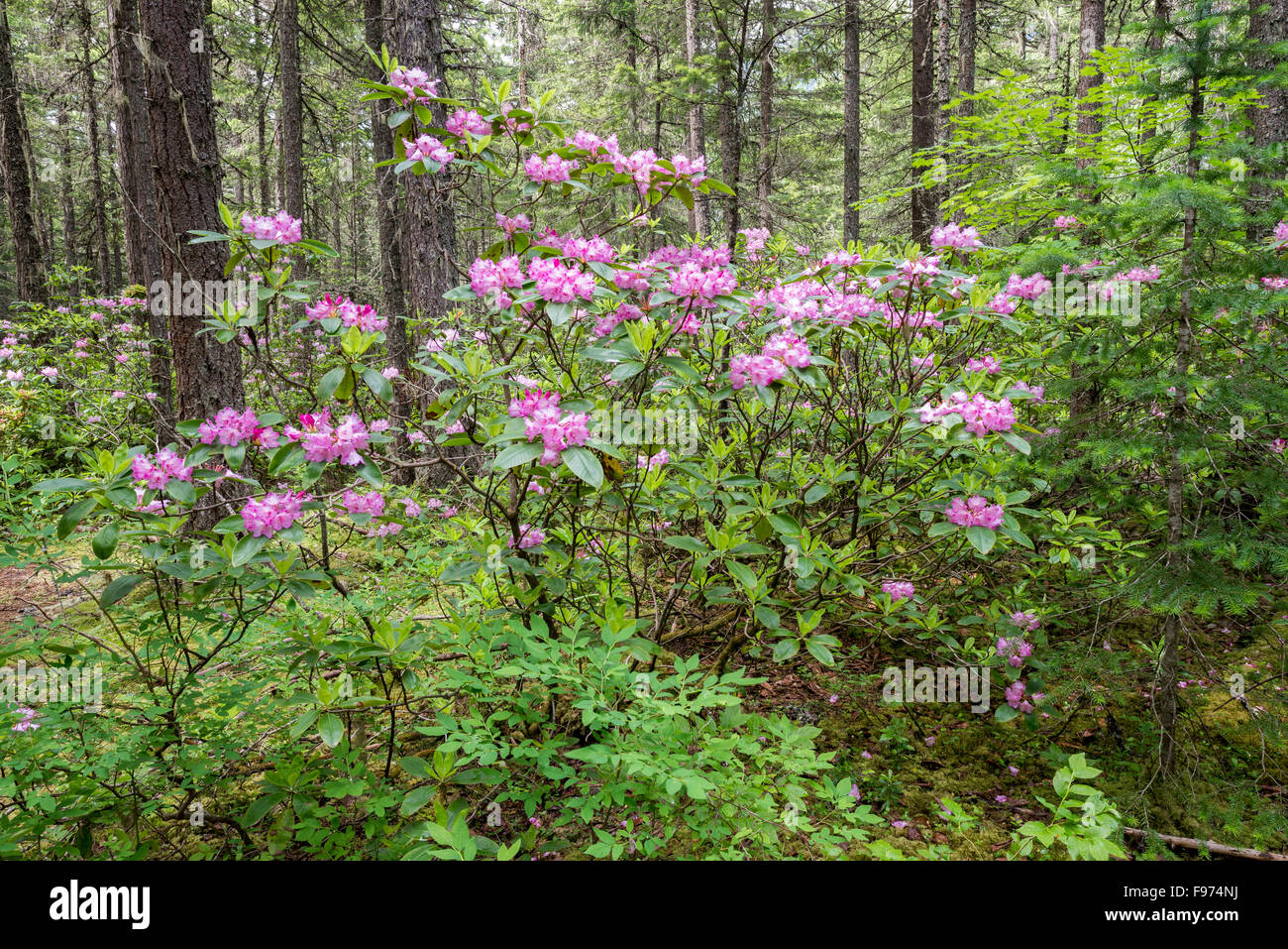Pacific Rhododendron Flowers at Rhododendron Flats in Manning Provincial  Park, British Columbia Canada Stock Photo - Alamy