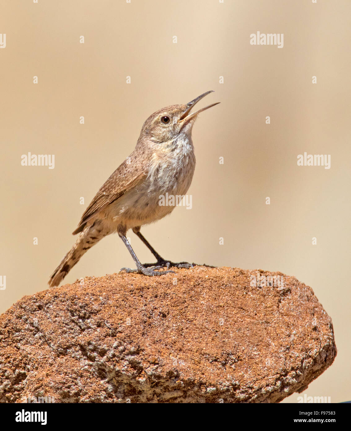A Rock Wren (Salpinctes obsoletus) perched on a rock in the badlands of North Dakota. Stock Photo