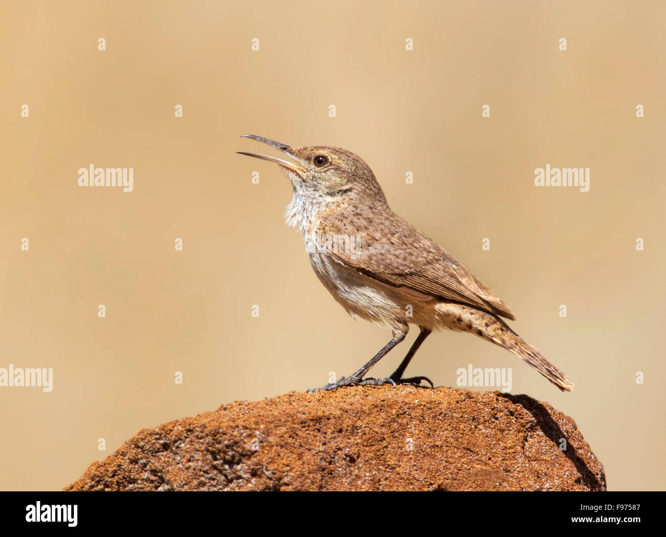 A Rock Wren (Salpinctes obsoletus) perched on a rock in the badlands of North Dakota. Stock Photo