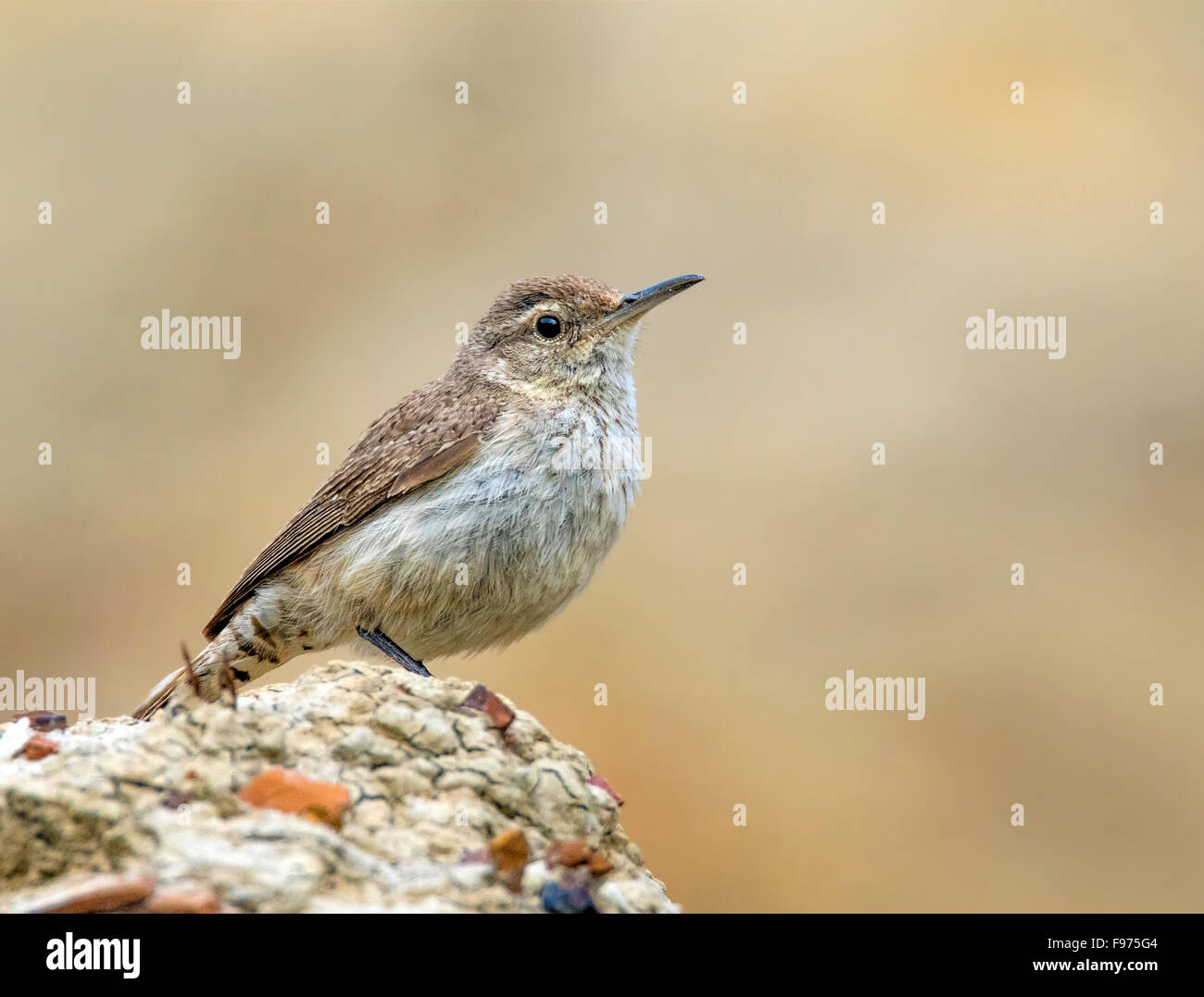 A Rock Wren (Salpinctes obsoletus) perched on a rock in the badlands of North Dakota Stock Photo