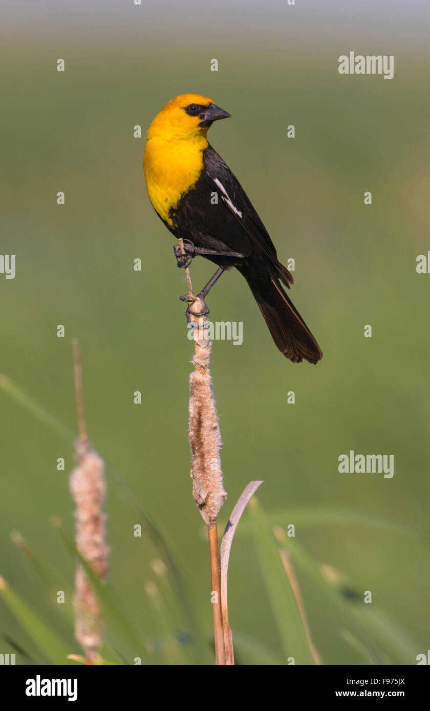 Yellowheaded Blackbird  Alberta Stock Photo