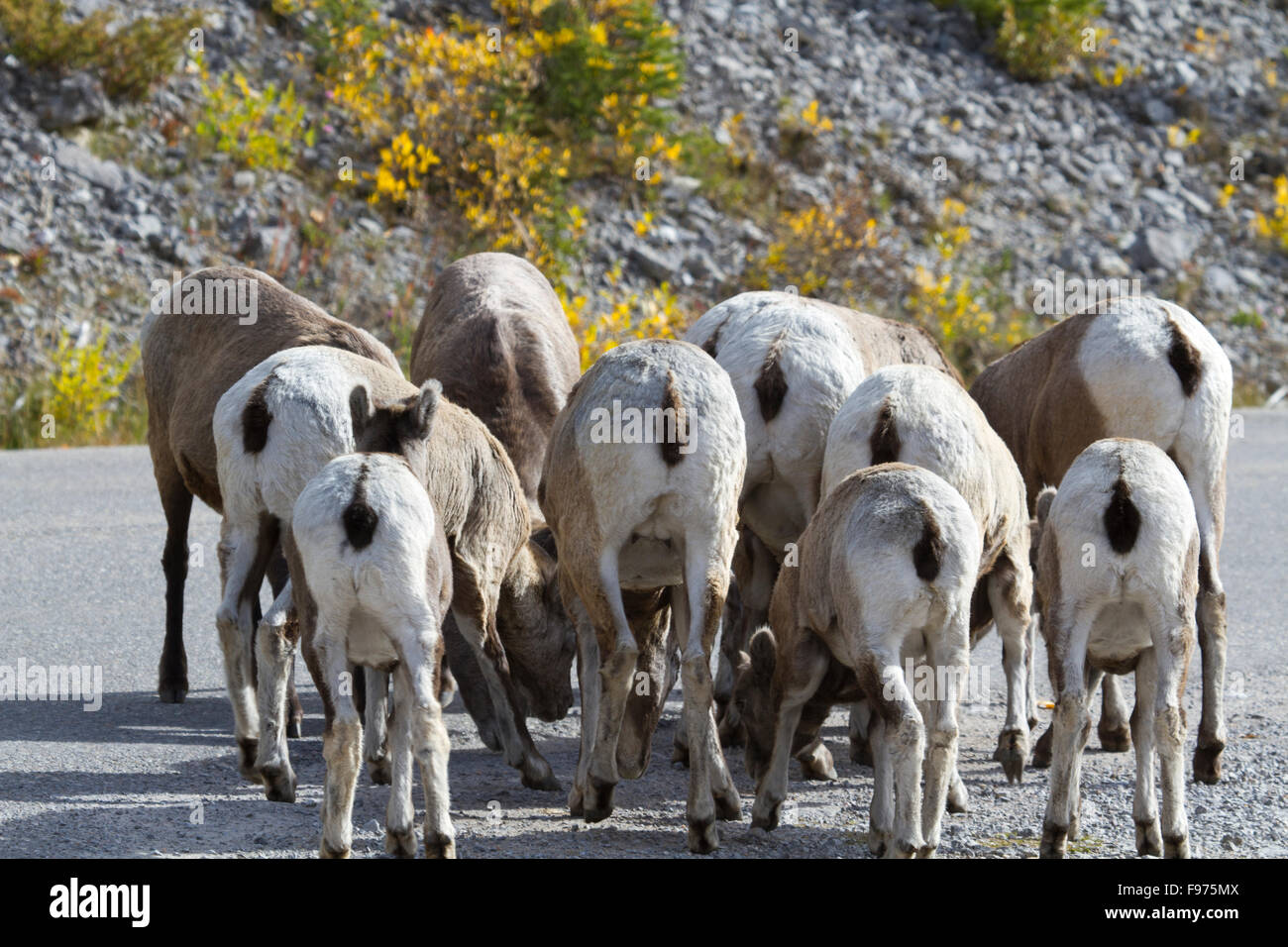 Bighorn sheep flock together with rumps visible.  Location is on Maligne Lake Road along Medicine Lake in Jasper National Park. Stock Photo