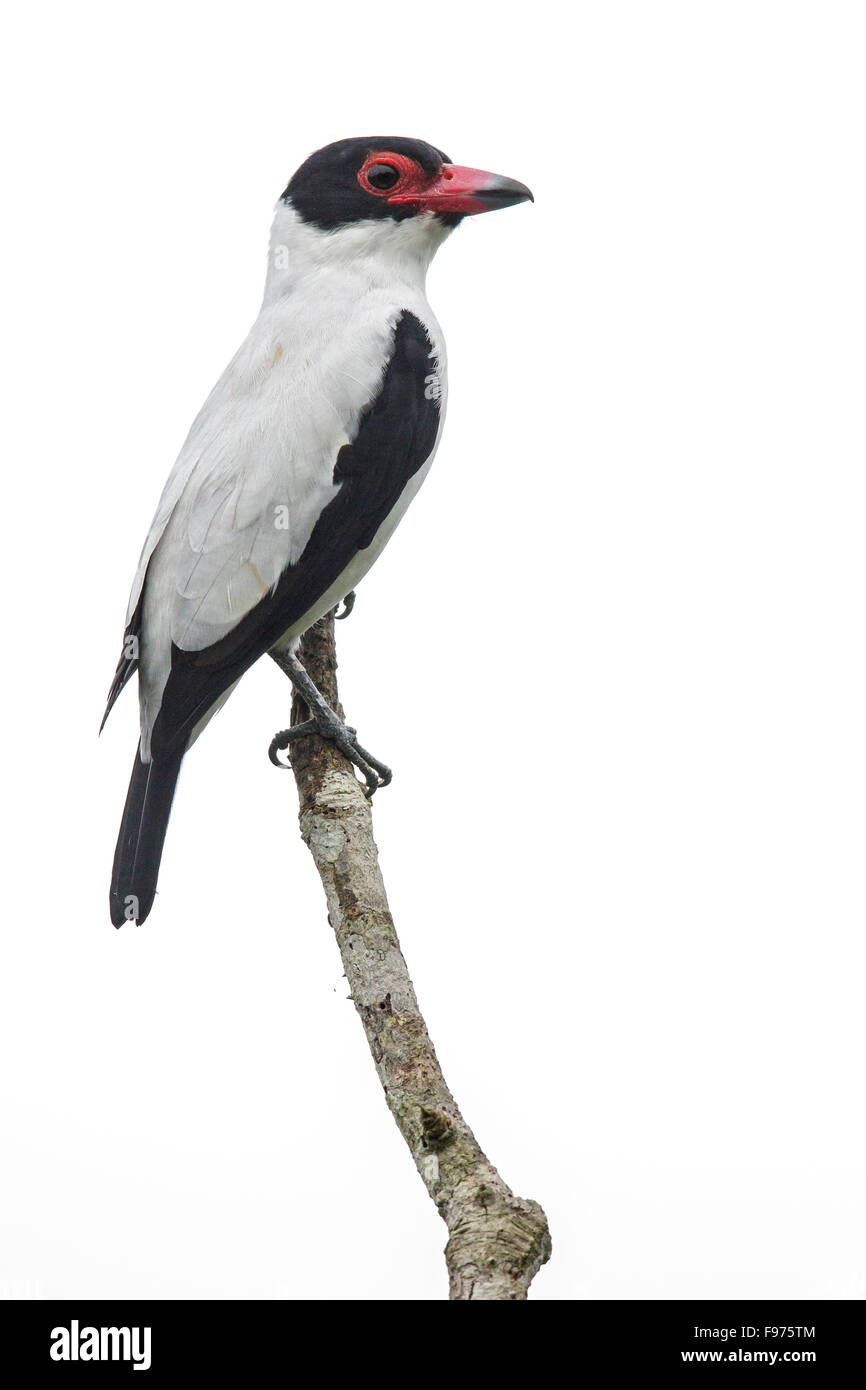 Blacktailed Tityra (Tityra cayana) perched on a branch in Ecuador. Stock Photo