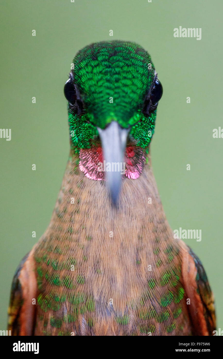 perched on a branch in Ecuador. Stock Photo