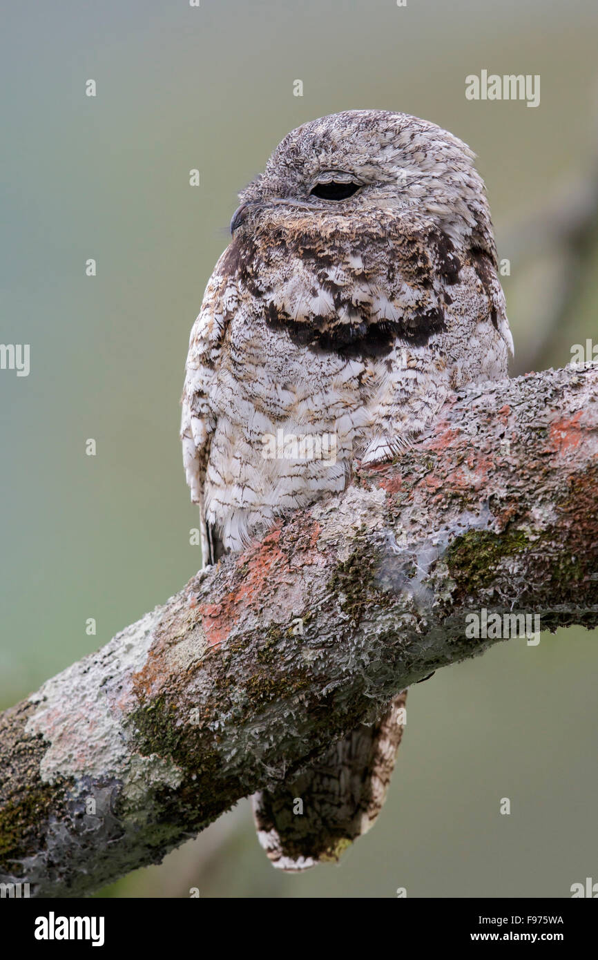 Great Potoo (Nyctibius grandis) perched on a branch in Ecuador. Stock Photo
