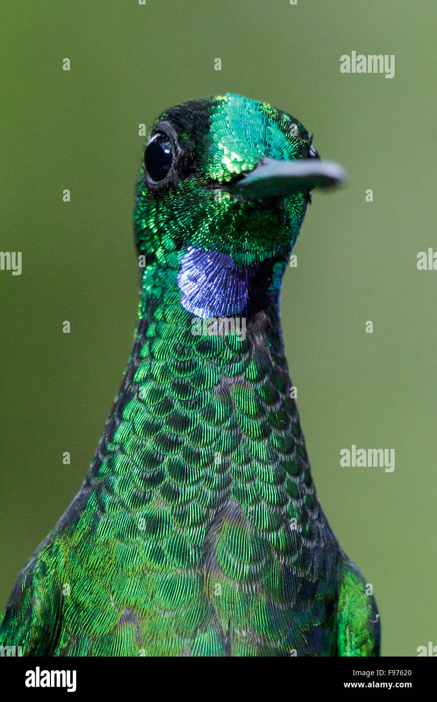 perched on a branch in Ecuador. Stock Photo