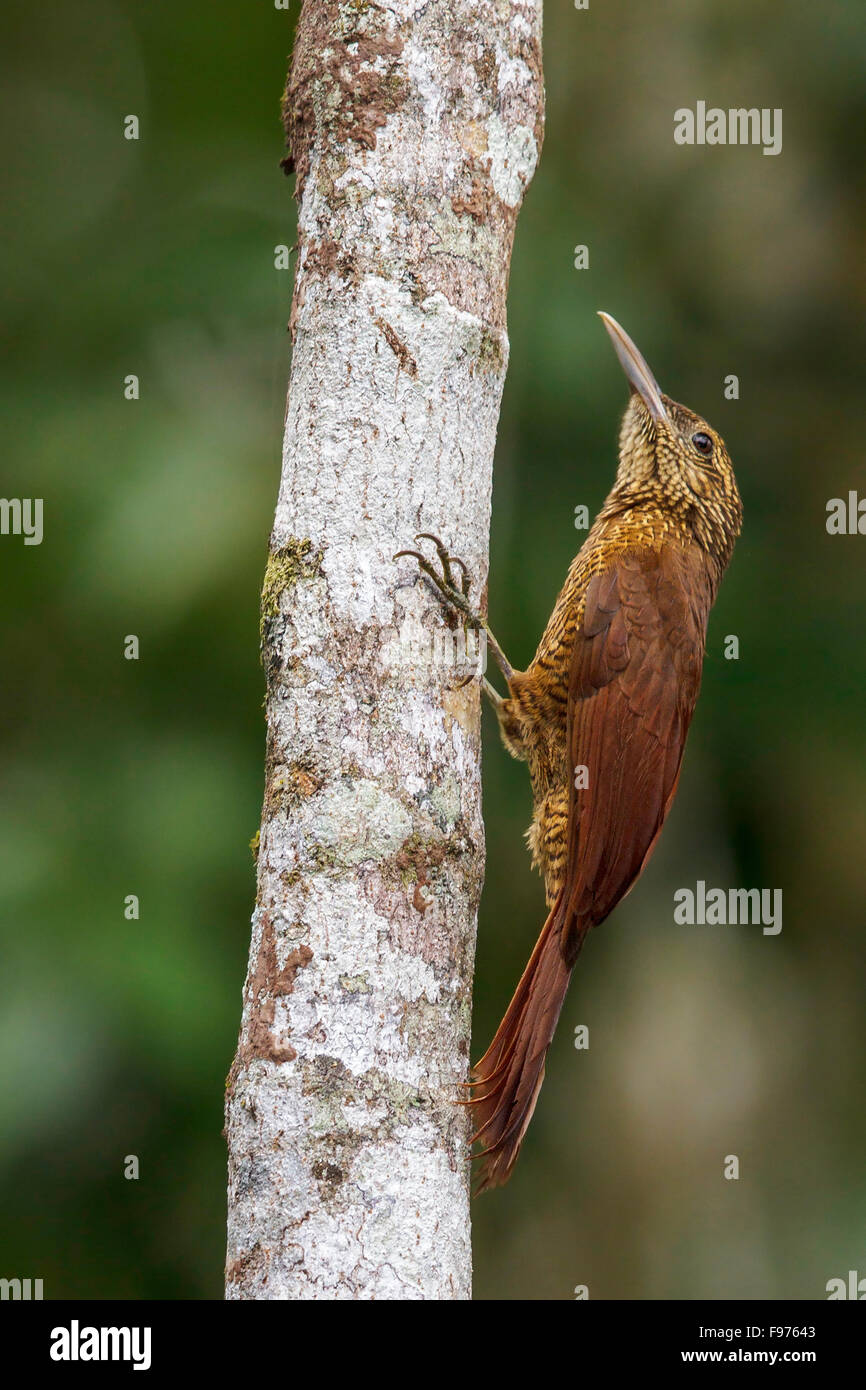 Blackbanded Woodcreeper (Dendrocolaptes picumnus) perched on a branch in Manu National Park, Peru. Stock Photo