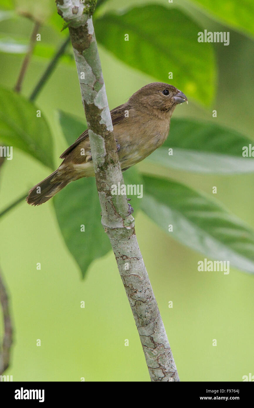 21 Sporophila Ardesiaca Images, Stock Photos, 3D objects