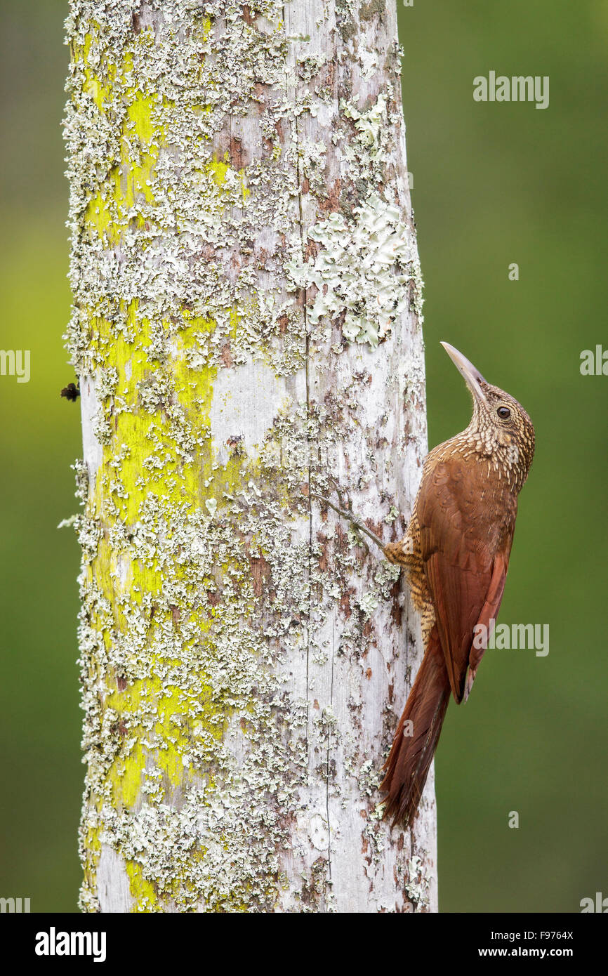 Blackbanded Woodcreeper (Dendrocolaptes picumnus) perched on a branch in Manu National Park, Peru. Stock Photo
