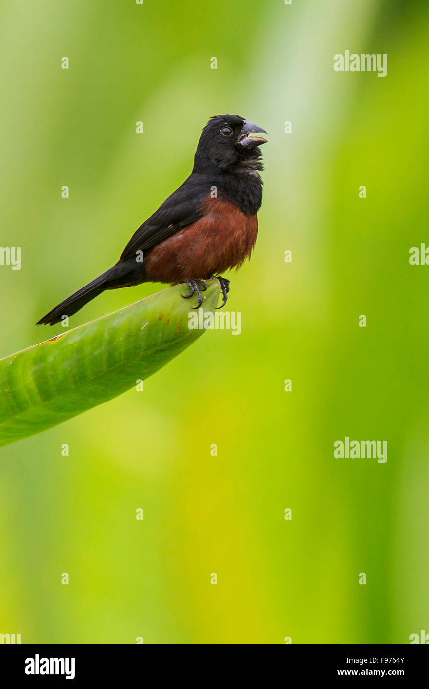 Chestnutbellied Seed Finch (Oryzoborus angolensis) perched on a branch in Manu National Park, Peru. Stock Photo