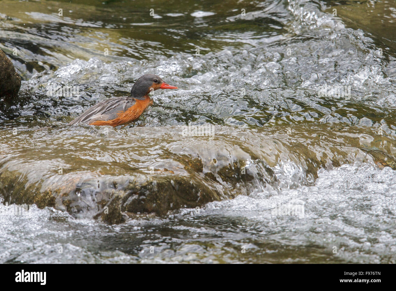 Torrent Duck (Merganetta armata) swimming in a river in  Peru. Stock Photo