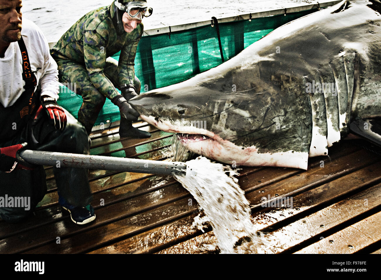 White Shark gill aeration. Stock Photo