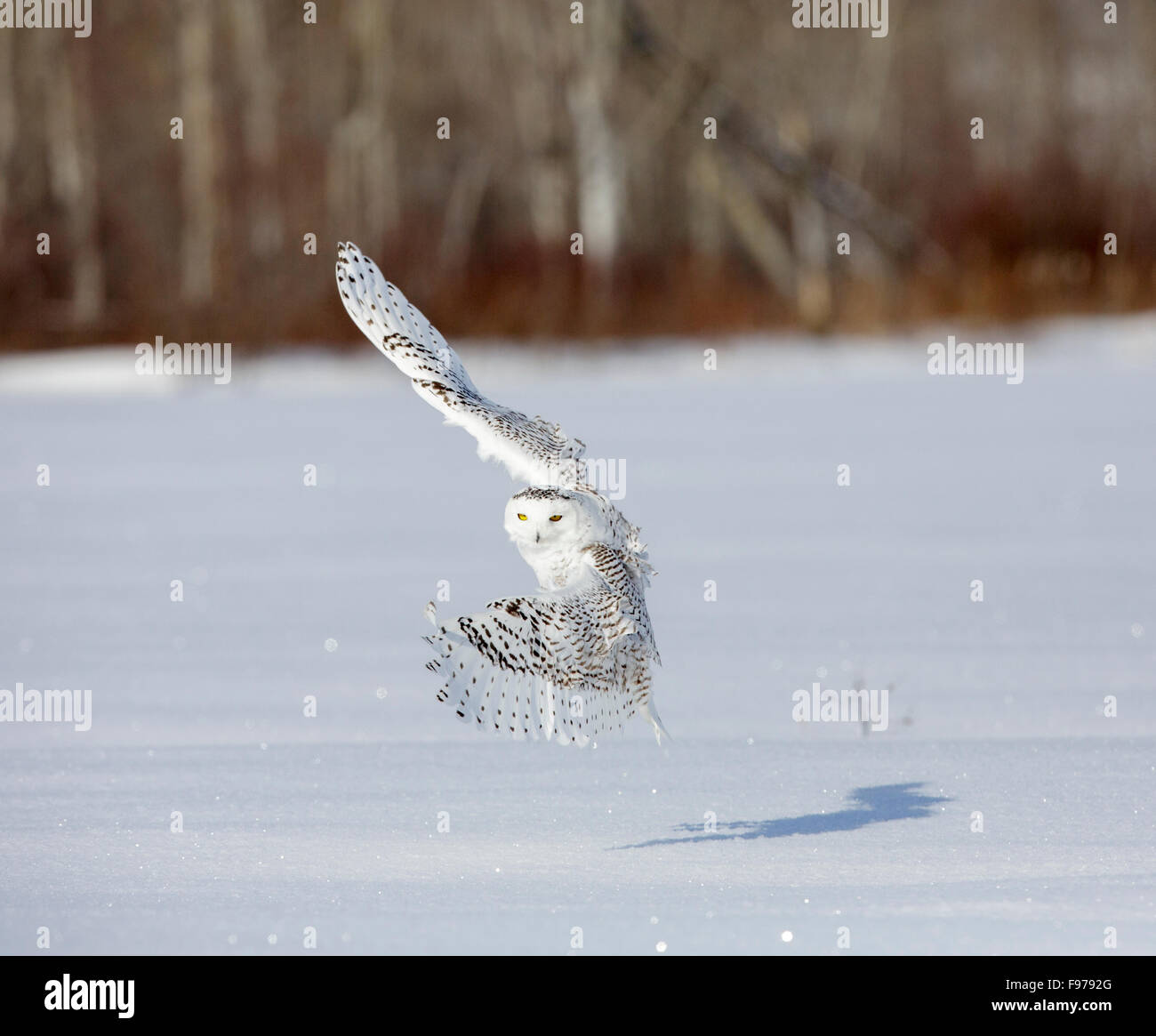 Snowy Owl, Bubo scandiacus, Ontario, Canada, February 2013 Stock Photo