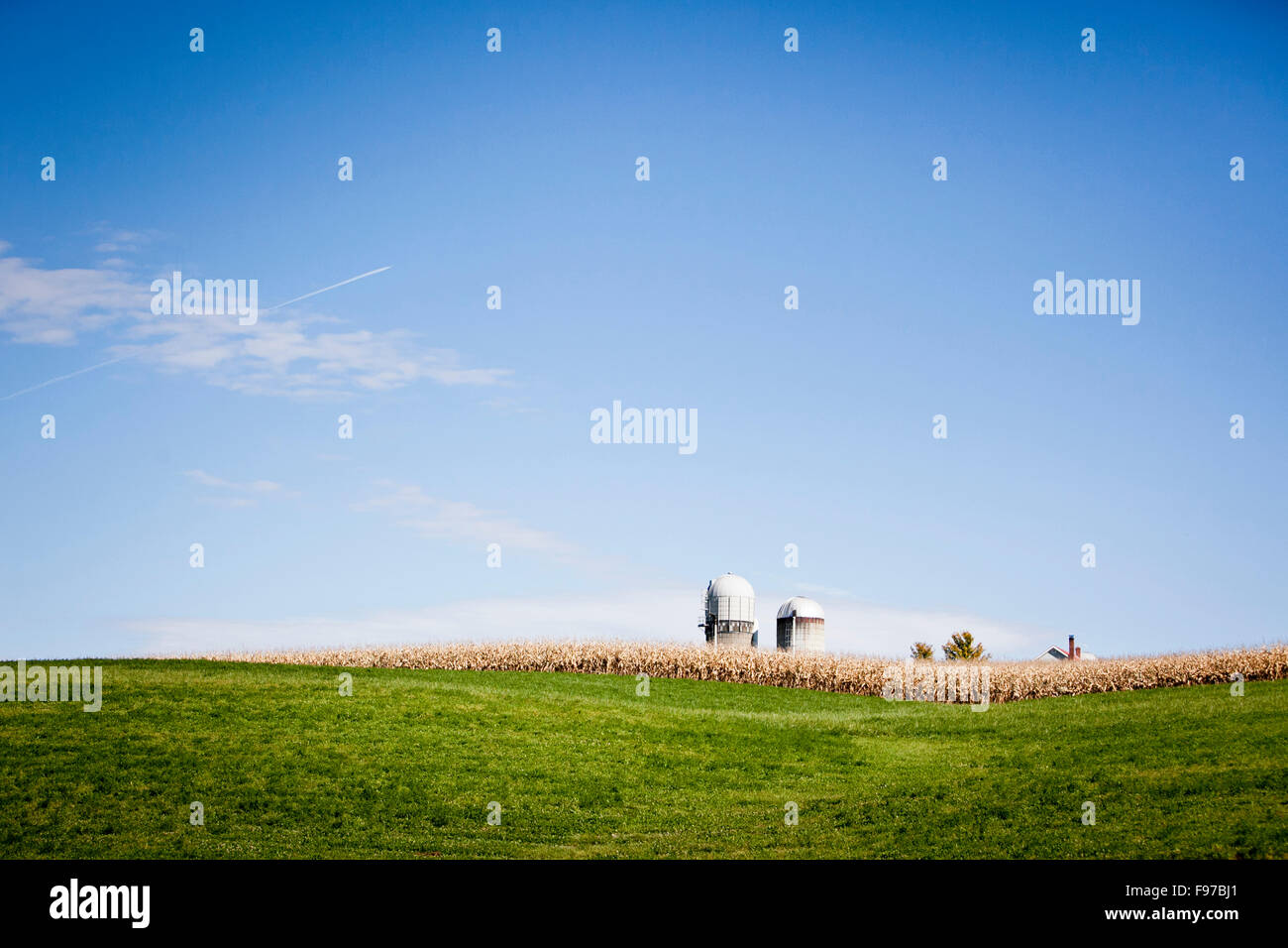 Farm and corn field. Stock Photo