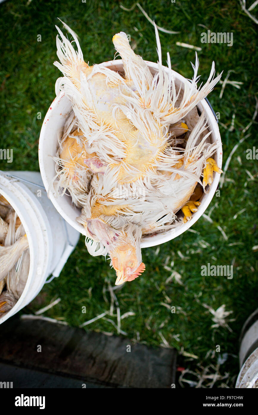 Slaughtered chicken in bucket. Stock Photo