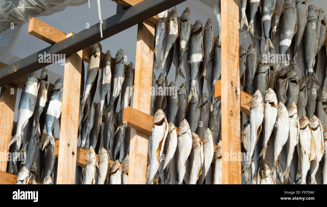 Dreid Fish Rack Racks of fish hi-res stock photography and images - Alamy
