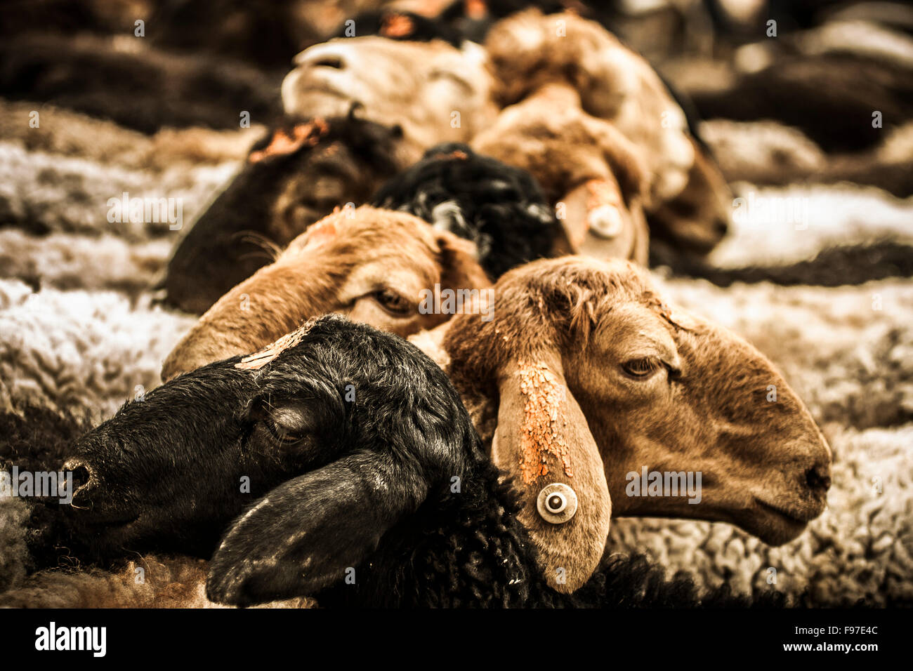 Sheep at a market in China Stock Photo Alamy
