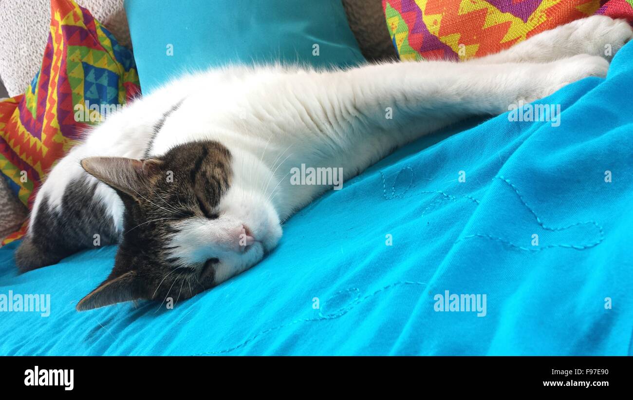 Cat Sleeping On Sofa Stock Photo Alamy