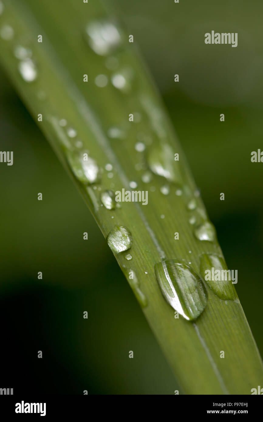 dew drops on green grass Stock Photo - Alamy