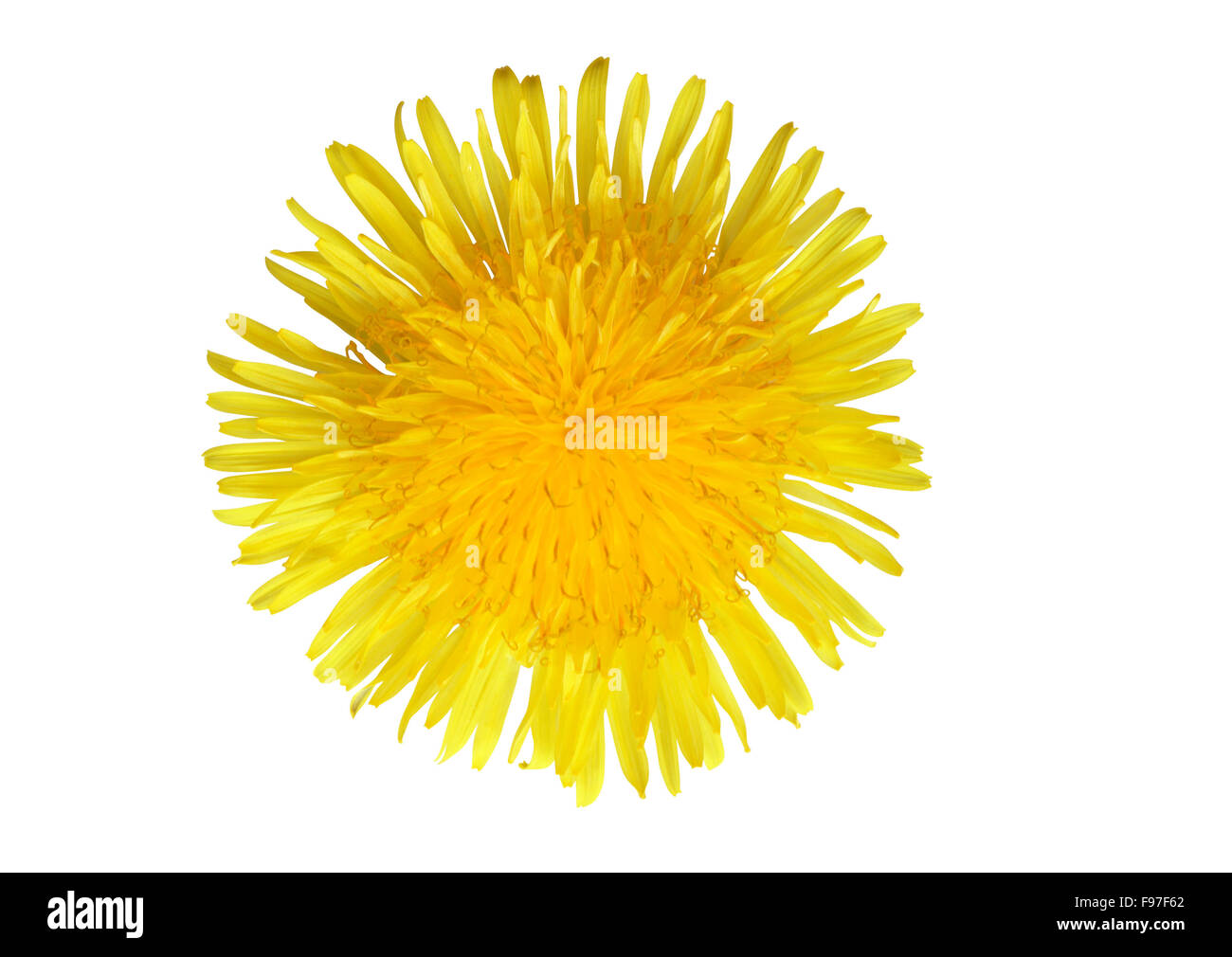 Yellow Dandelion Stock Photo