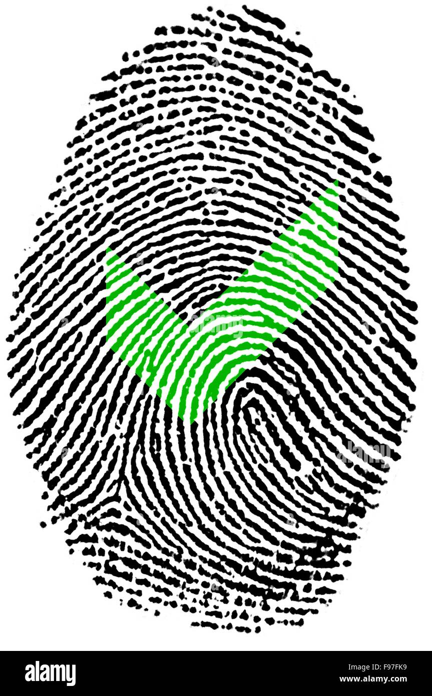 Fingerprint Check Stock Photo Alamy
