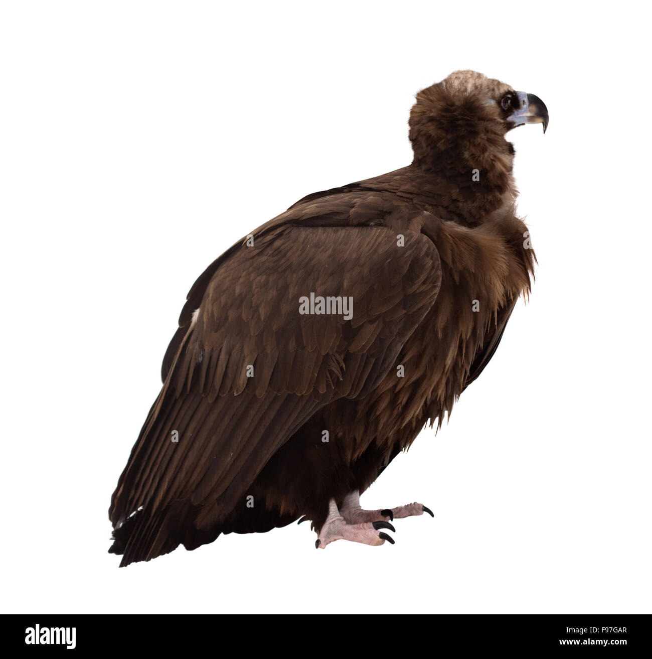 vulture (griffin). Isolated over white background Stock Photo