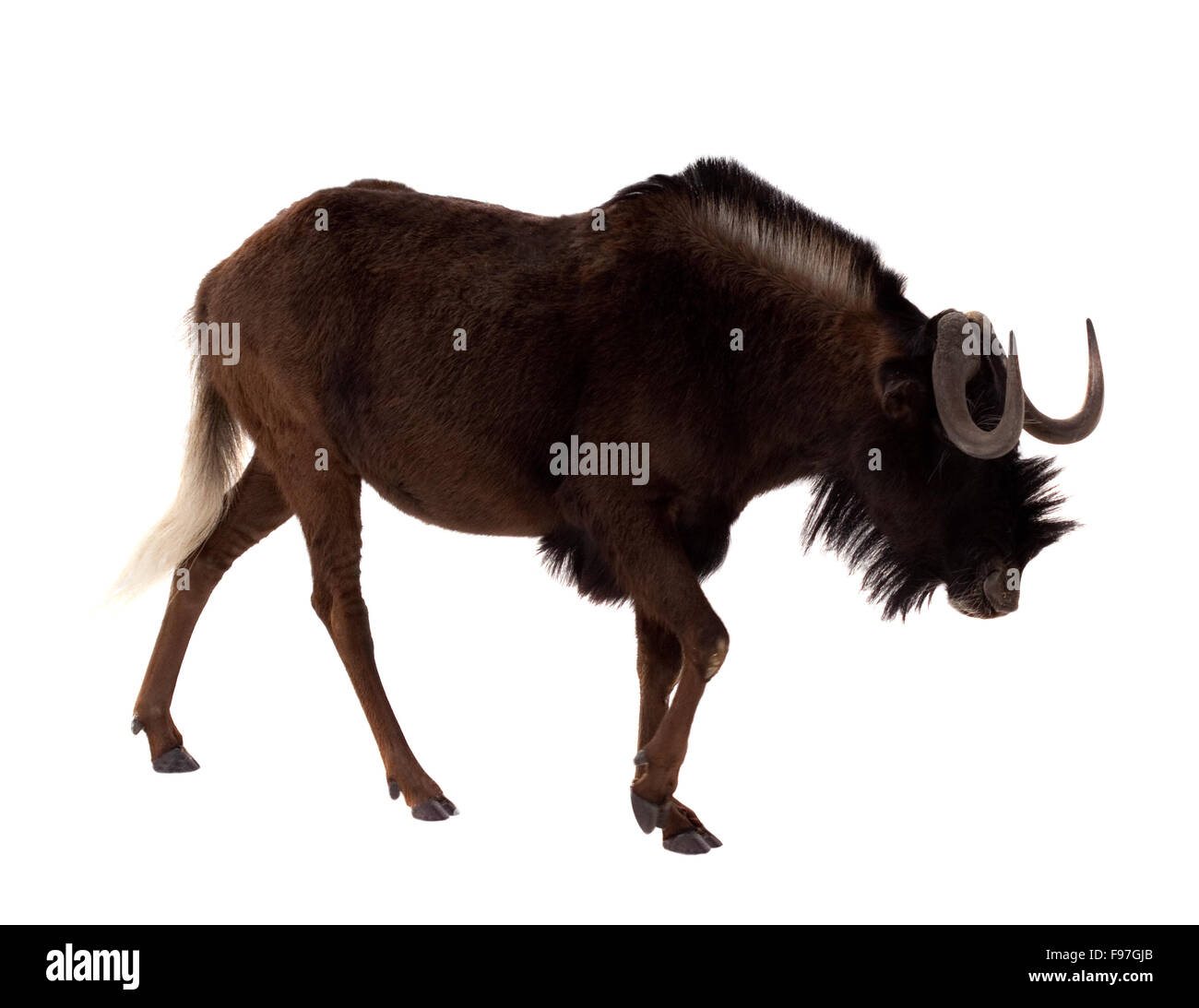 Black wildebeest (Connochaetes gnou). Isolated over white background