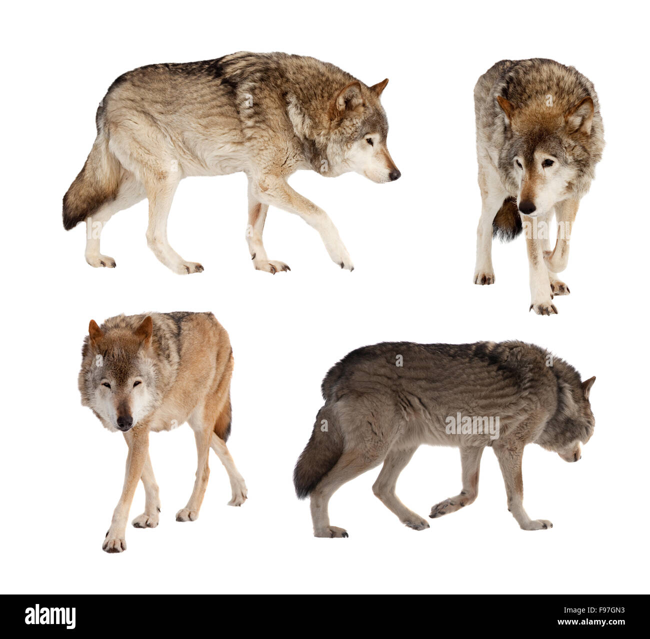 Set of few wolves. Isolated over white background with shade Stock ...