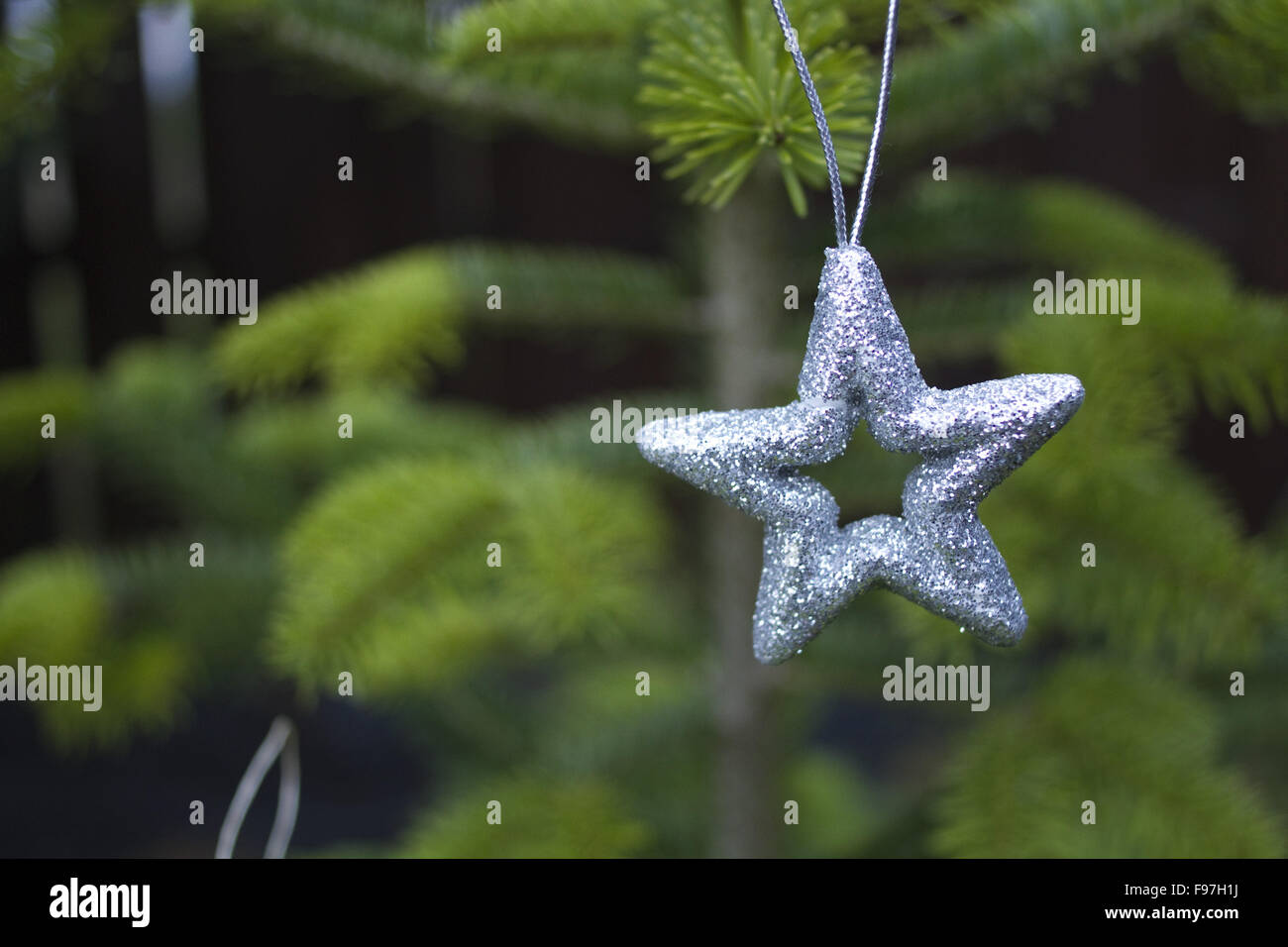 Christmas, silver star on christmas tree branch, lights hanging in a ...