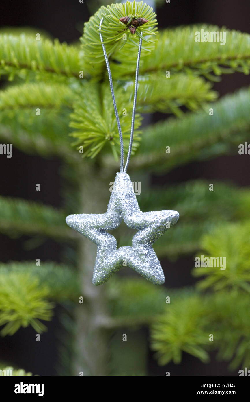 Christmas, silver star on christmas tree branch, lights hanging in a tree Stock Photo Alamy