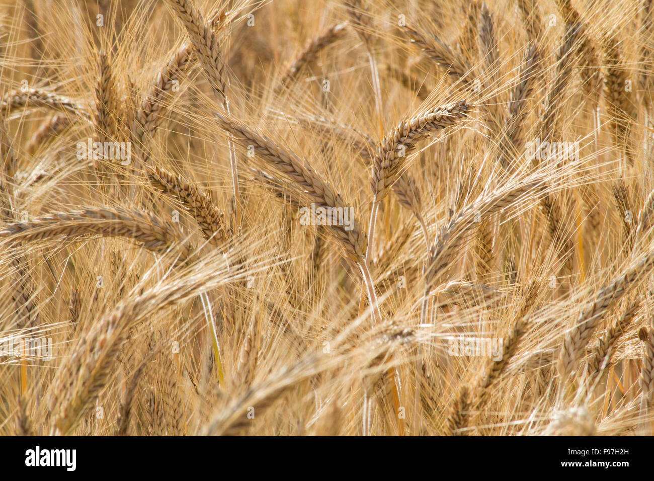Golden ears of wheat on the field, against a blue sky Stock Photo - Alamy