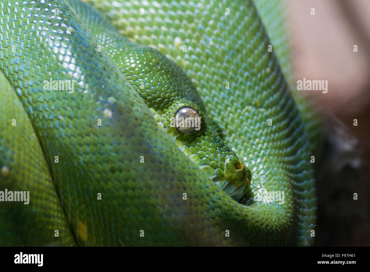 a green mamba curled Portrait Stock Photo