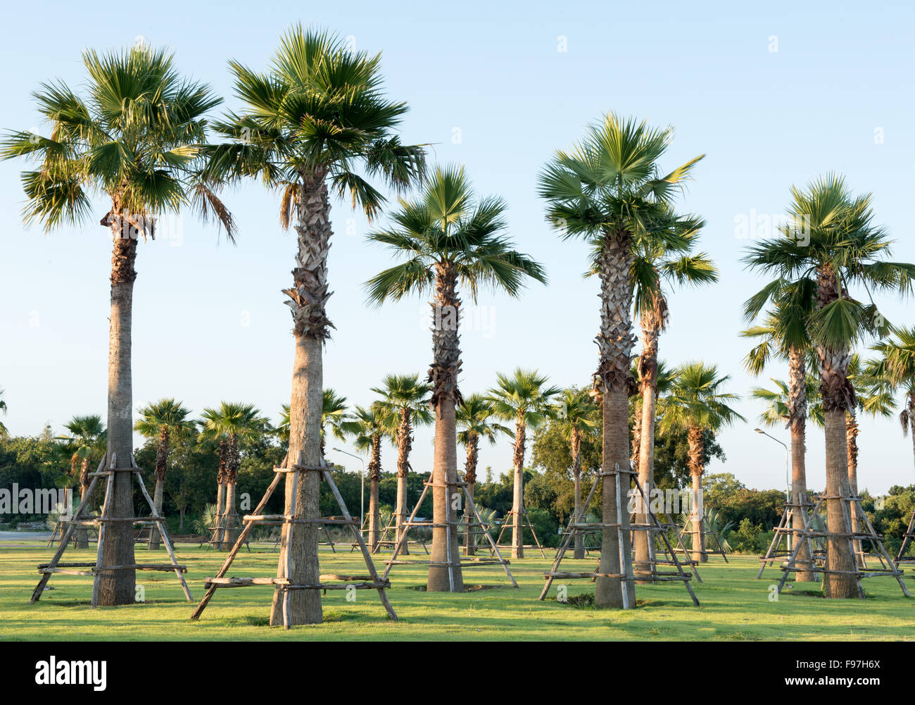 Sugar palm tree relocation plant Stock Photo Alamy