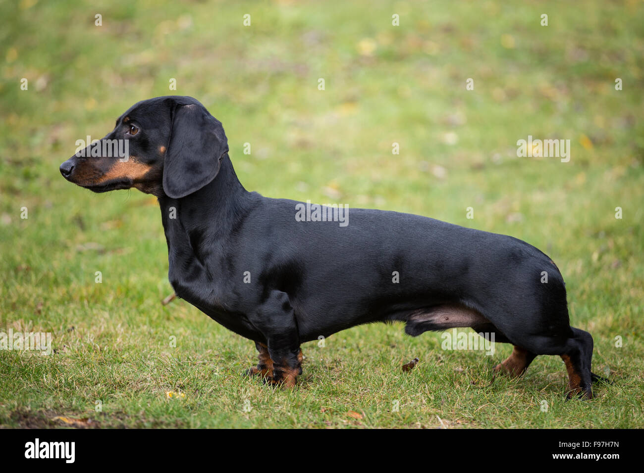 Purebred shorthaired dachshund Stock Photo