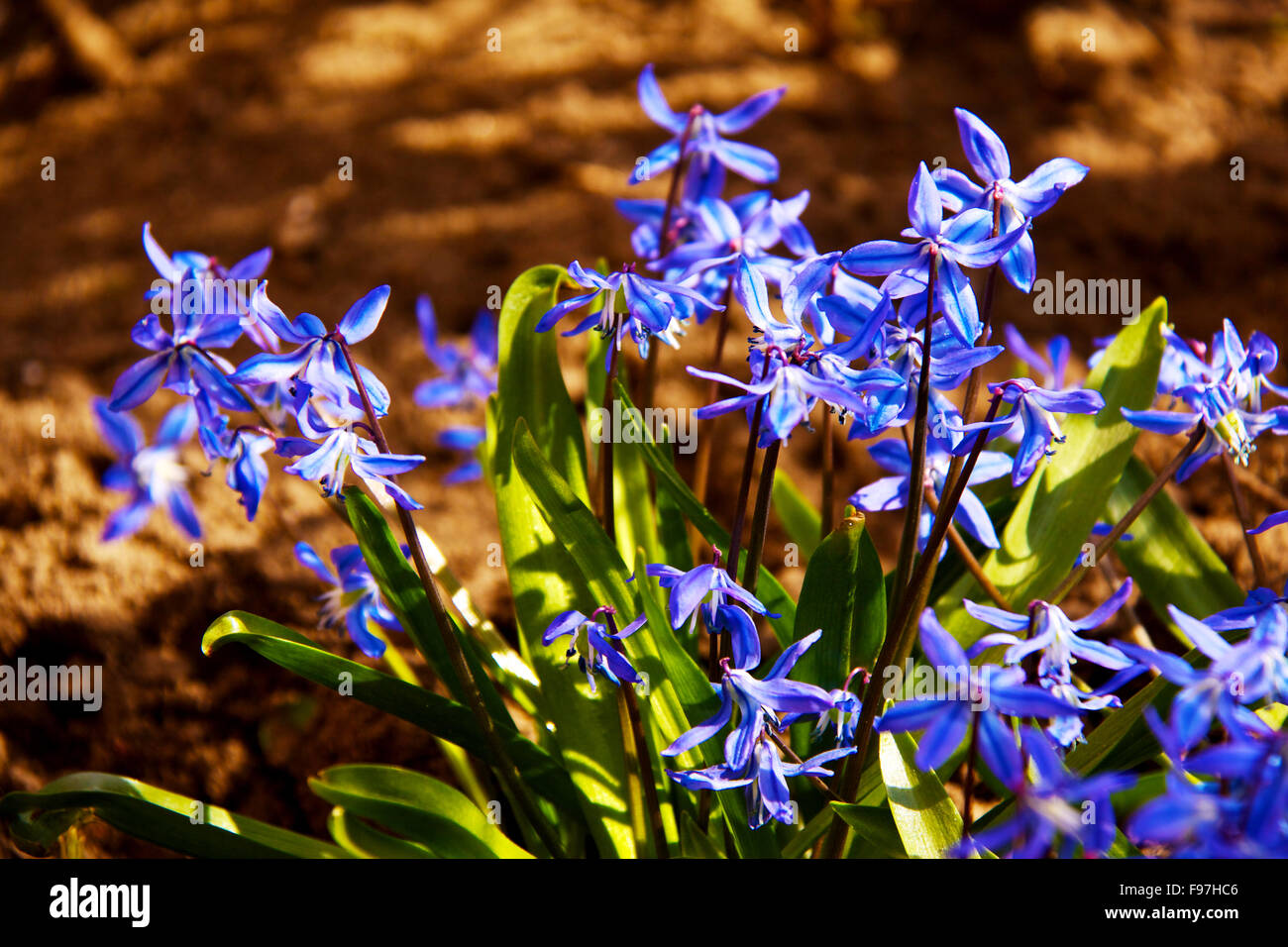 Floral background of first spring flowers close up Stock Photo - Alamy