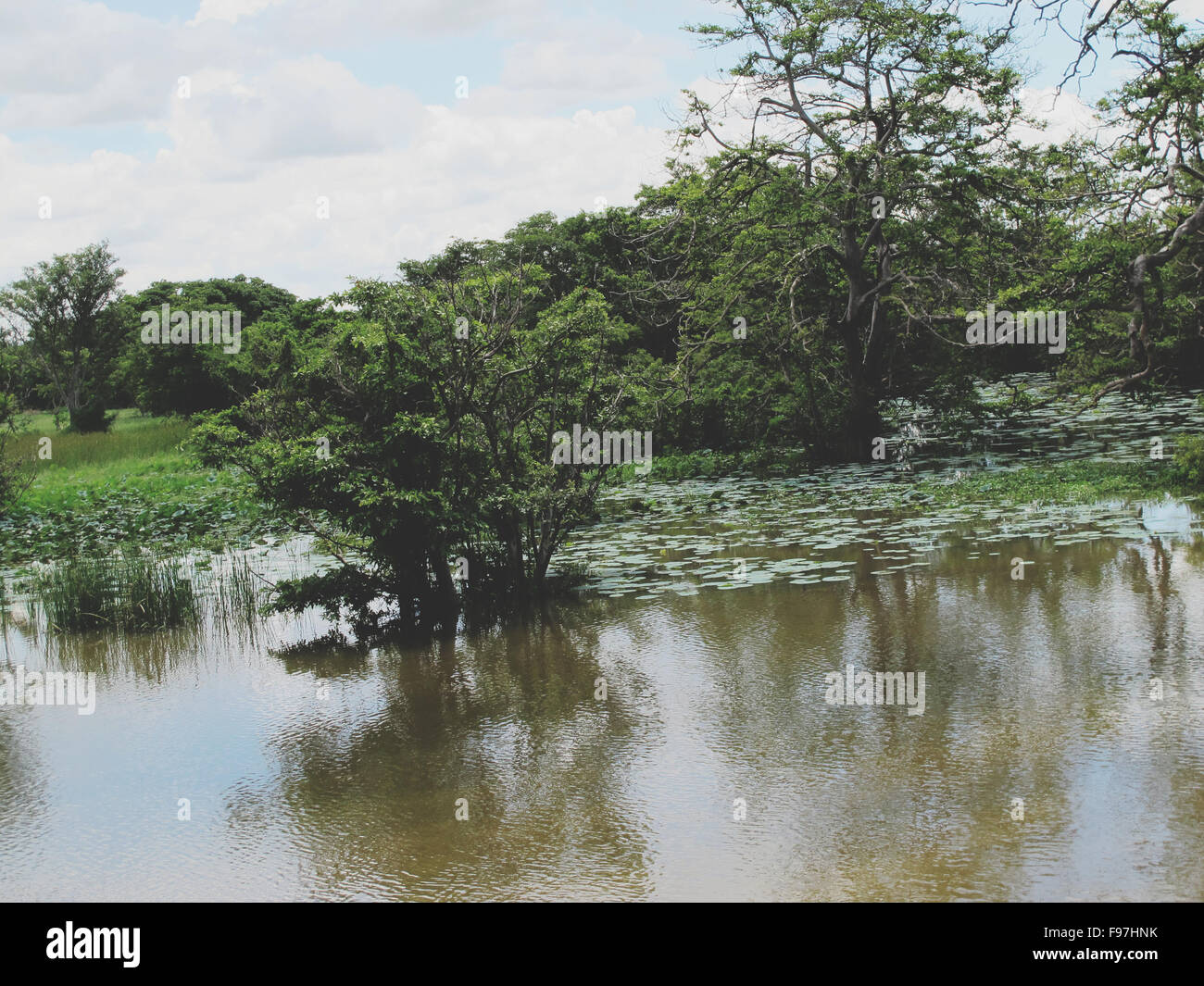 Trees growing in water stock photo alamy