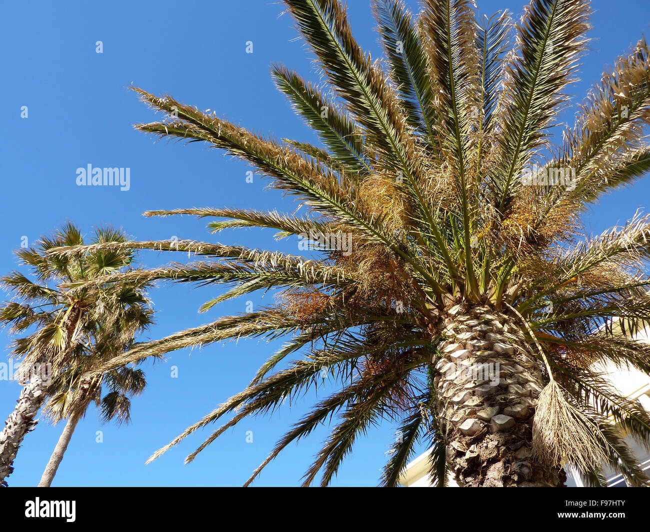 Big palm tree by sunset Stock Photo Alamy