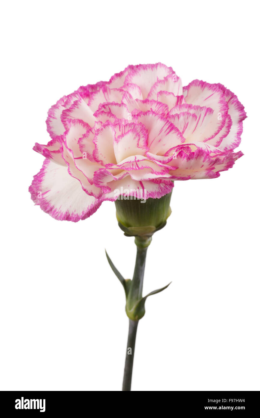 Beautiful pink carnation on a white background Stock Photo - Alamy