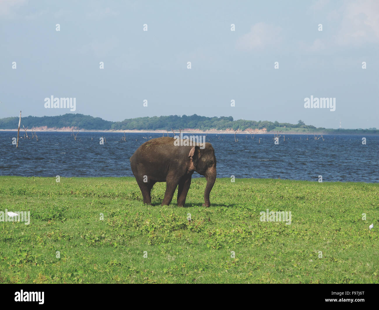 Elephant Near Waterhole Stock Photo