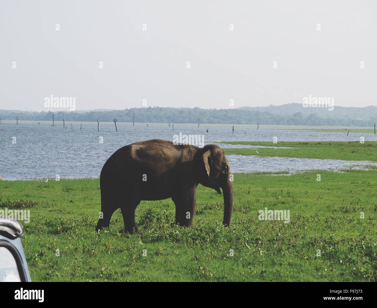Elephant Near Waterhole Stock Photo