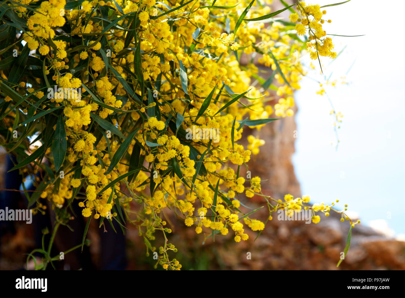 mimosa tree with yellow flowers Stock Photo Alamy