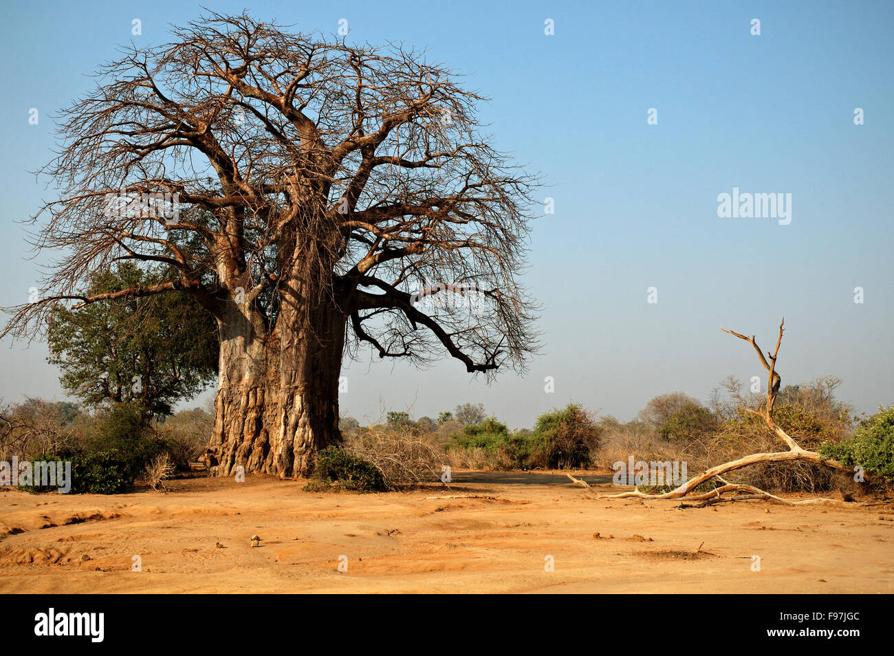 African baobab (Adansonia digitata) in the bush inside the Lower Zambezi National Park, Zambia Stock Photo