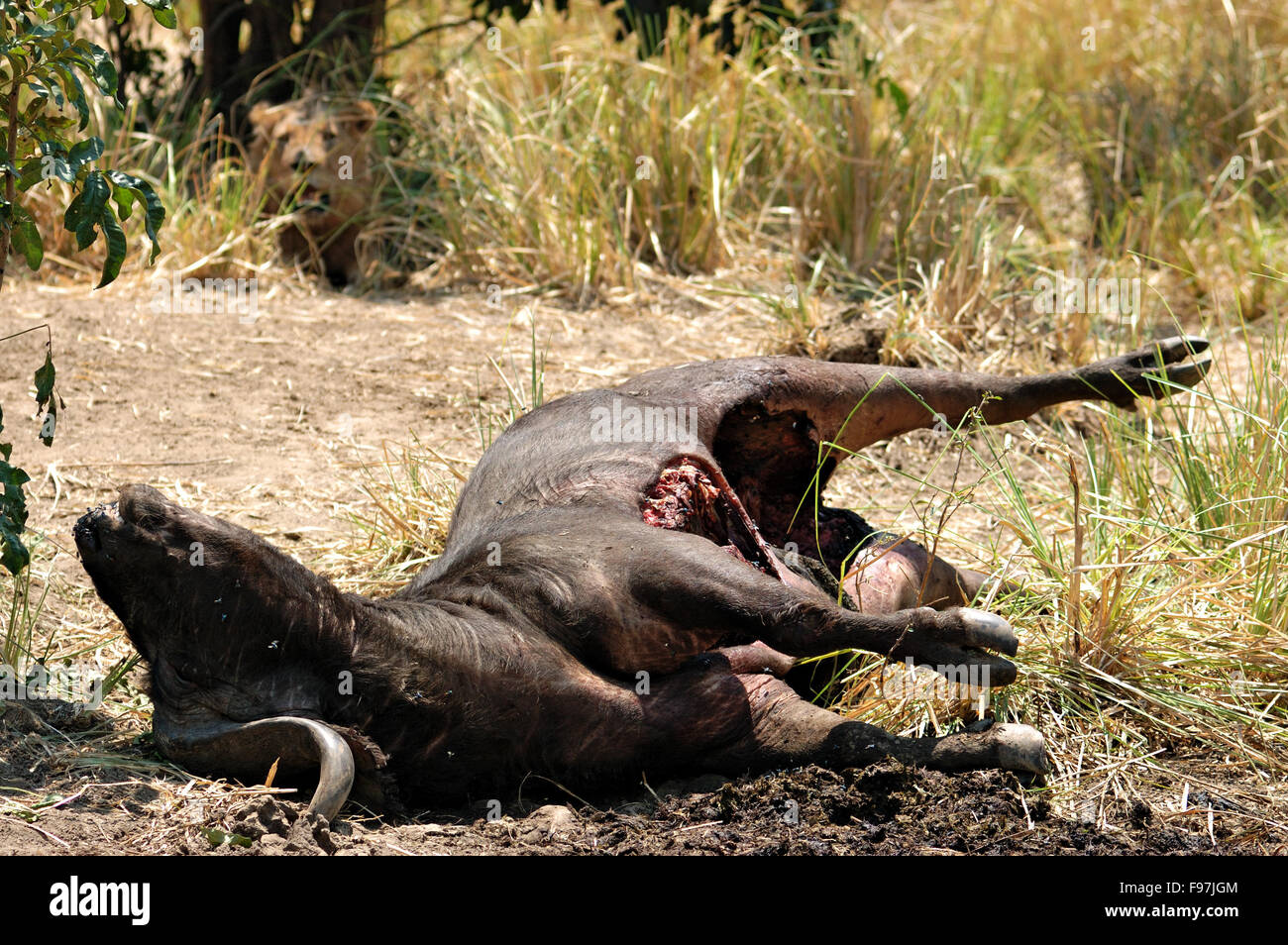 Recently killed African buffalo with a lion sitting in the grass inside the Lower Zambezi National Park, Zambia Stock Photo
