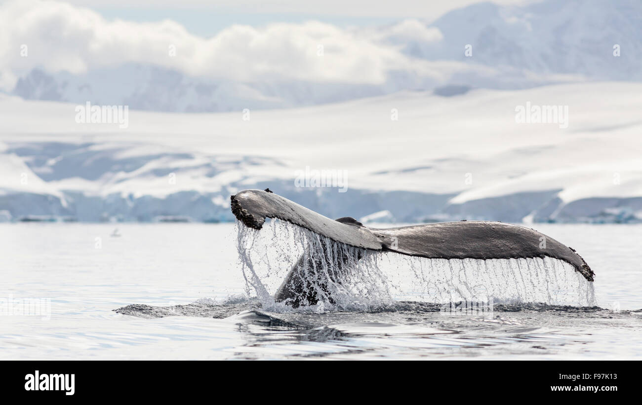 Humpback whale fluke, Wilhelmina Bay, Antarctic Peninsula, Antarctica. Stock Photo