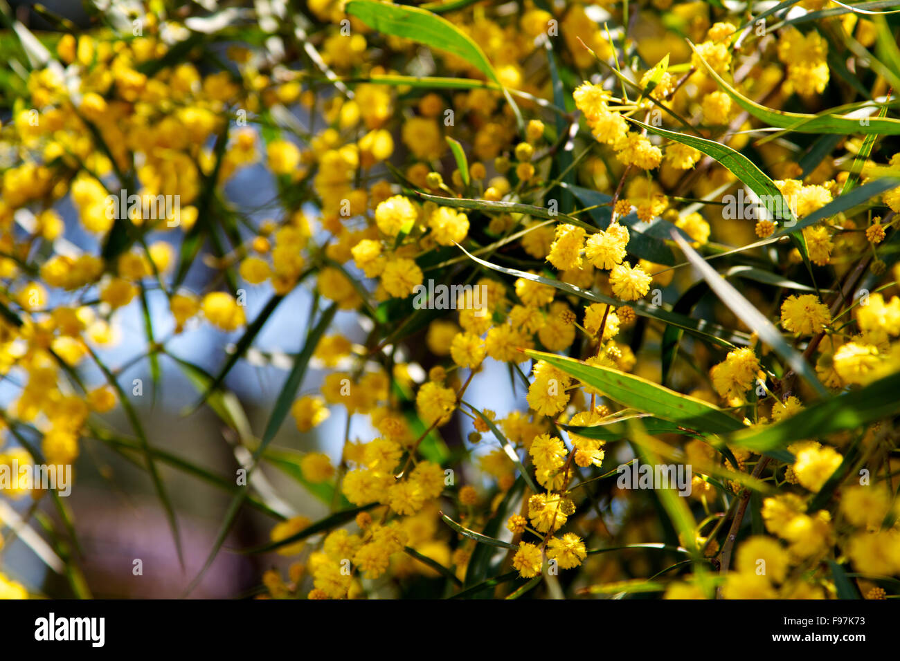 mimosa tree with yellow flowers Stock Photo Alamy