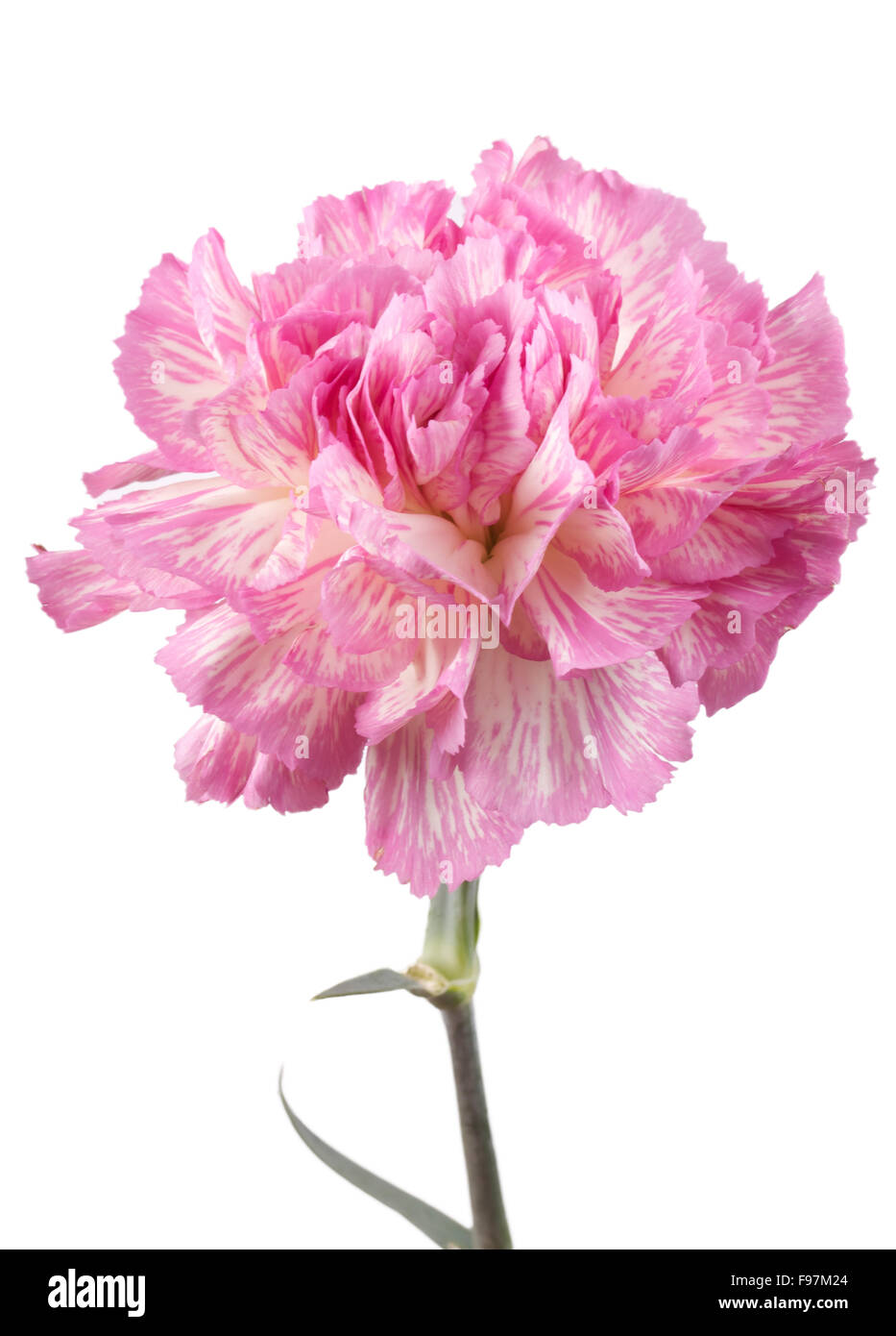 Beautiful pink carnation on a white background Stock Photo - Alamy