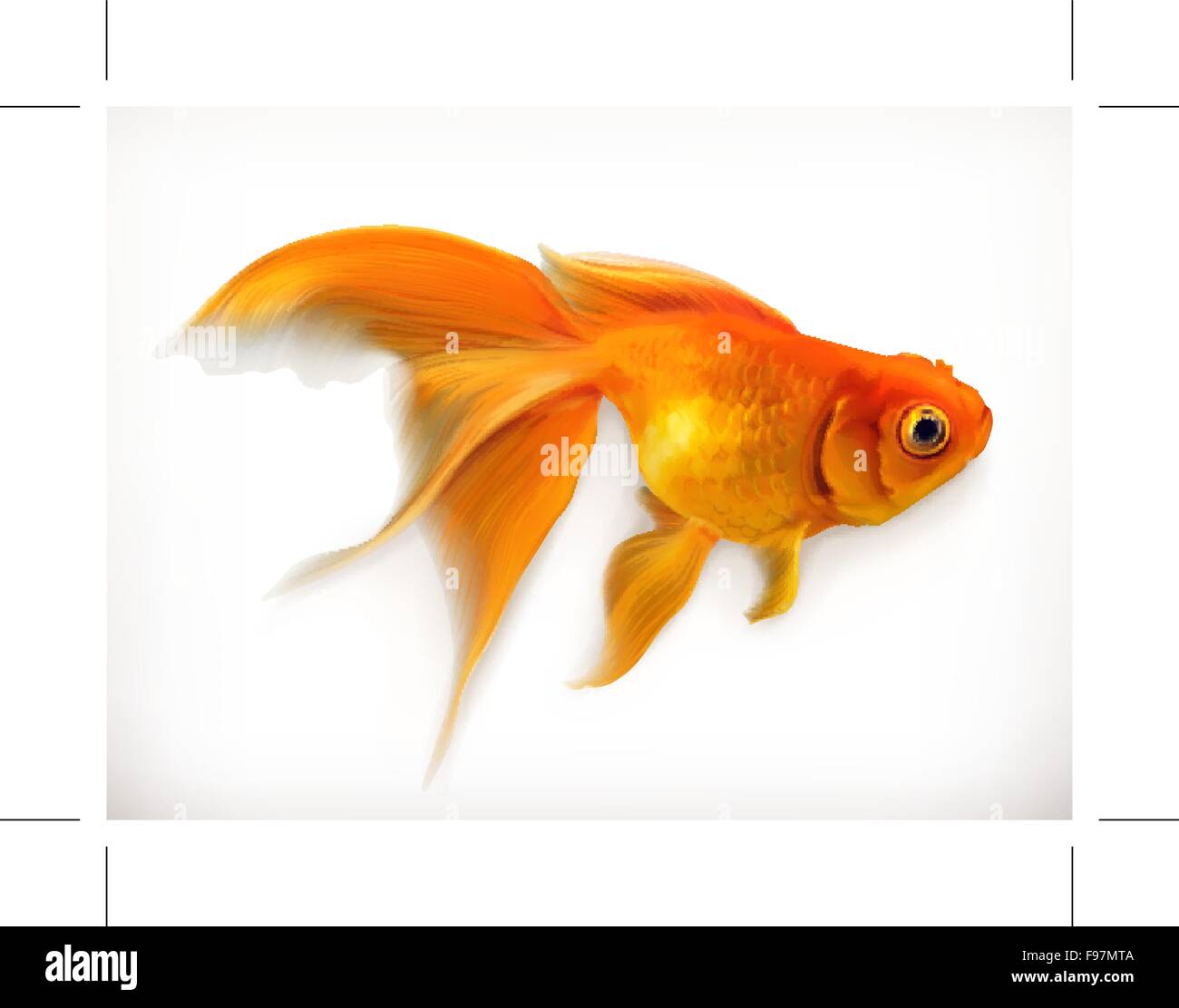 Goldfish, realistic vector illustration Stock Vector
